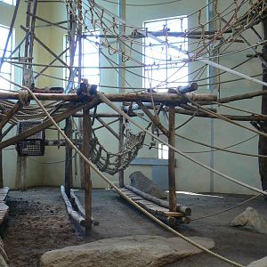 Orang-utan jungle - Main indoor enclosure