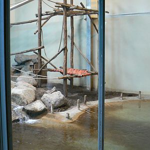 Orang-utan jungle - Main indoor enclosure