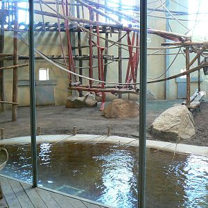Orang-utan jungle - Main indoor enclosure