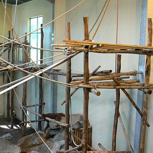 Orang-utan jungle - Main indoor enclosure