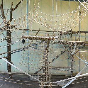 Orang-utan jungle - Main indoor enclosure