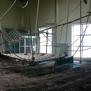 Orang-utan jungle - Second indoor enclosure