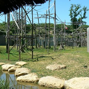 Siamangs exhibit