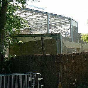 Future gorillas exhibit (2012)