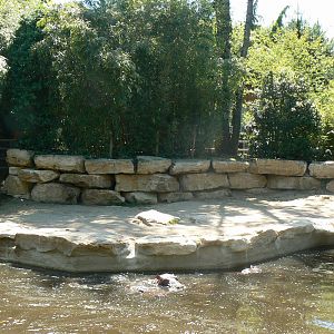 Hippopotamuses exhibit