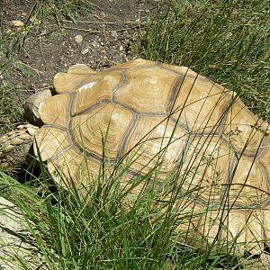 African spurred tortoise