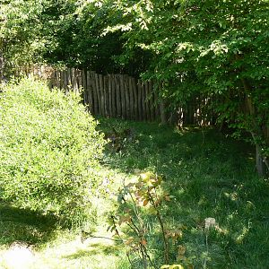 African spurred tortoises exhibit