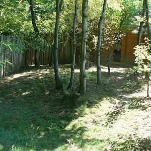 Kirk's dik-dik exhibit