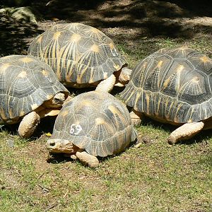Radiated tortoises