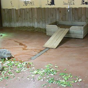 Radiated tortoises house