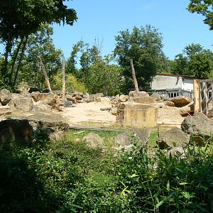 African elephants exhibit