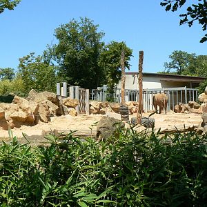 African elephants exhibit