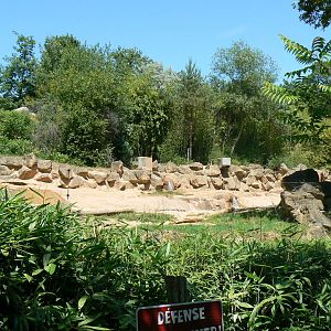 African elephants exhibit