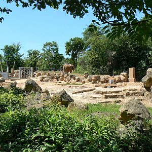 African elephants exhibit