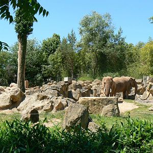African elephants exhibit