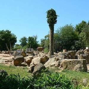African elephants exhibit