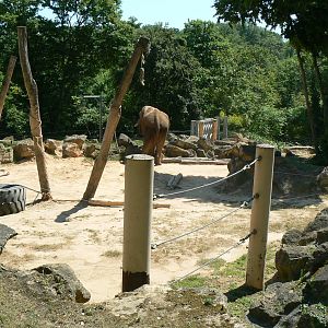 African elephants exhibit