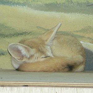 Fennec fox