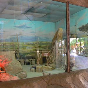 Fennec foxes indoor exhibit in the elephants house