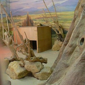 Fennec foxes indoor exhibit in the elephants house