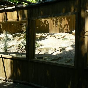 Fennec foxes outdoor enclosure