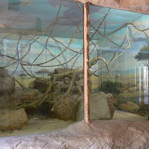 Rock hyraxes and black-billed turacos indoor enclosure in the elephants hou