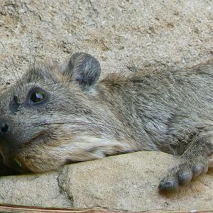 Rock hyrax