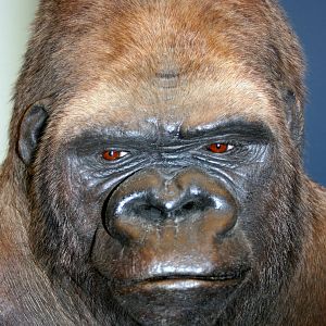 Gorilla (Bobby); Museum fur Naturekunde, Berlin; 10th September 2011