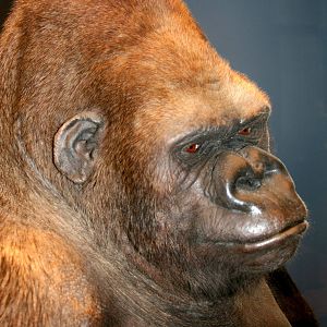 Gorilla (Bobby); Museum fur Naturekunde, Berlin; 10th September 2011