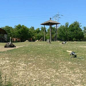 African savanna - general view
