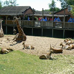 African savanna - Giraffe and southern lechwes