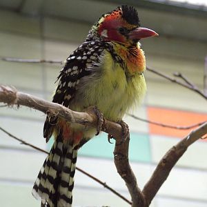 Red-and-Yellow Barbet at Tierpark Berlin, 30/08/11