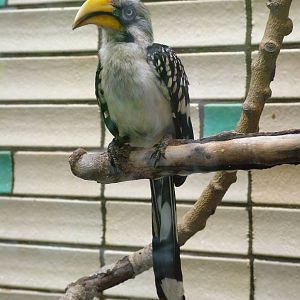 Yellow-billed Hornbill at Tierpark Berlin, 30/08/11