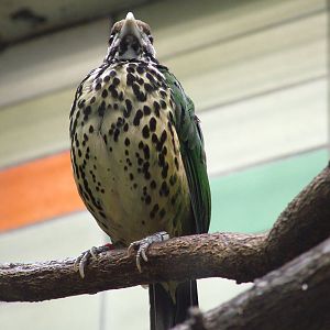 White-eared Catbird at Tierpark Berlin, 30/08/11