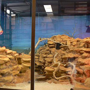 Girrafes house - common gundis enclosure