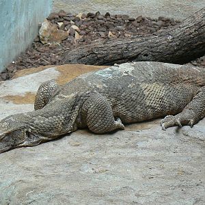 Giraffes house - savanna monitor