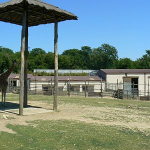 African savanna - general view