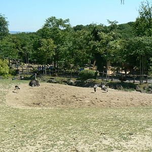 African savanna - general view