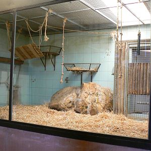 Giraffes house - mandrills indoor area