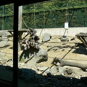 Giraffes house - mandrills outdoor exhibit