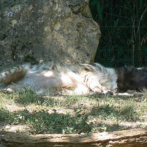 Striped hyeana sleeping