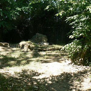 Striped hyenas exhibit