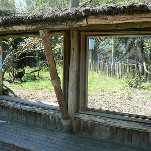 Southern ground hornbills exhibit
