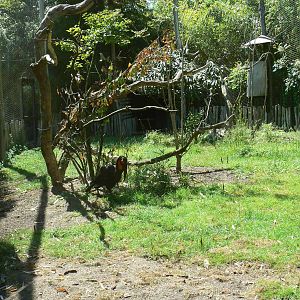 Southern ground hornbills exhibit