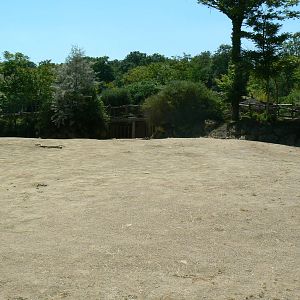 Southern white rhinos exhibit - Main enclosure