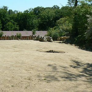 Southern white rhinos exhibit - Main enclosure