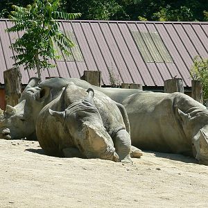 Southern white rhinos