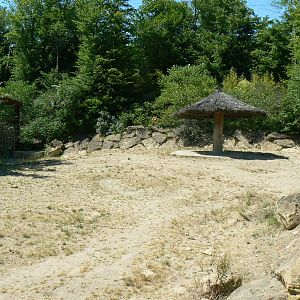 Southern white rhinos exhibit - Second enclosure