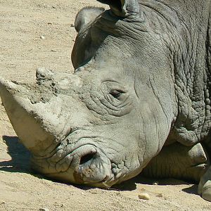 Southern white rhino