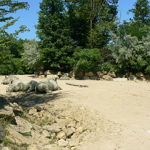 Southern white rhinos exhibit - Main enclosure